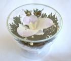 Orchid in glass (CuSO1)