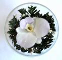 Orchid in glass (CuSO1) 