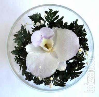 Orchid in glass (CuSO1) 