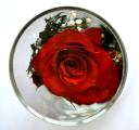 Arrangement of roses (CSR) 