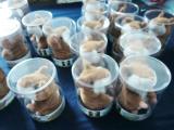 Talking hamster "poser" in stock, retail and wholesale 