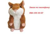 Buy speaking hamster, Dnepropetrovsk 