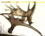 Sell elk antlers