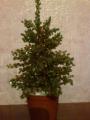 Sell trees from beads and made to order