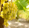 Varietal grapes for a healthy diet Lugansk.