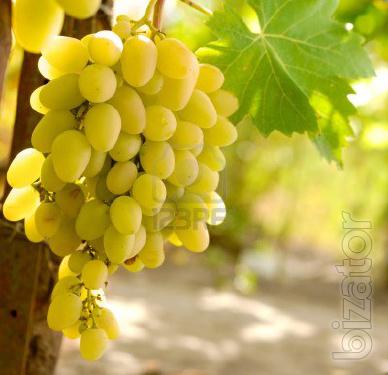 Varietal grapes for a healthy diet Lugansk. 