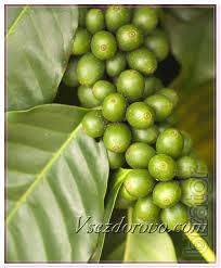 Sell green coffee Robusta 