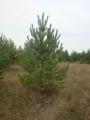 Wholesale Christmas trees (pine) Wholesale Christmas trees (pine)