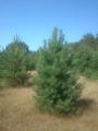 Wholesale Christmas trees (pine) 