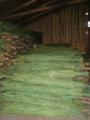 Wholesale Christmas trees (pine) 