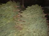 Wholesale Christmas trees (pine) 