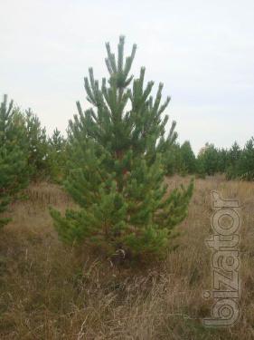 Wholesale Christmas trees (pine) 