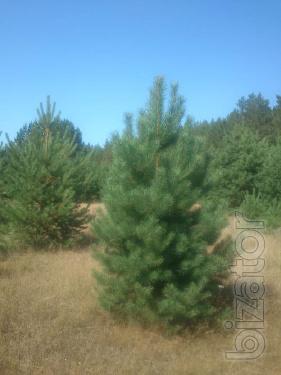 Wholesale Christmas trees (pine) 