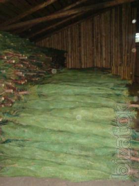 Wholesale Christmas trees (pine) 