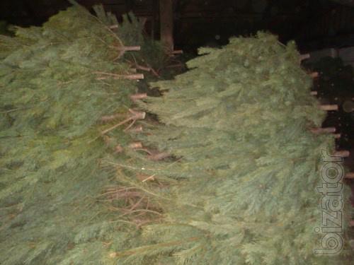 Wholesale Christmas trees (pine) 