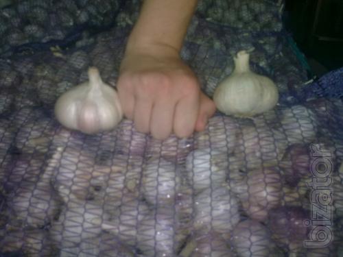 Sell garlic planting a variety Lyubasha the price is negotiable. 