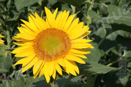 + (105 - 108 days) The hybrid is tolerant to Granstar + (105 - 108 days) The hybrid is tolerant to Granstar