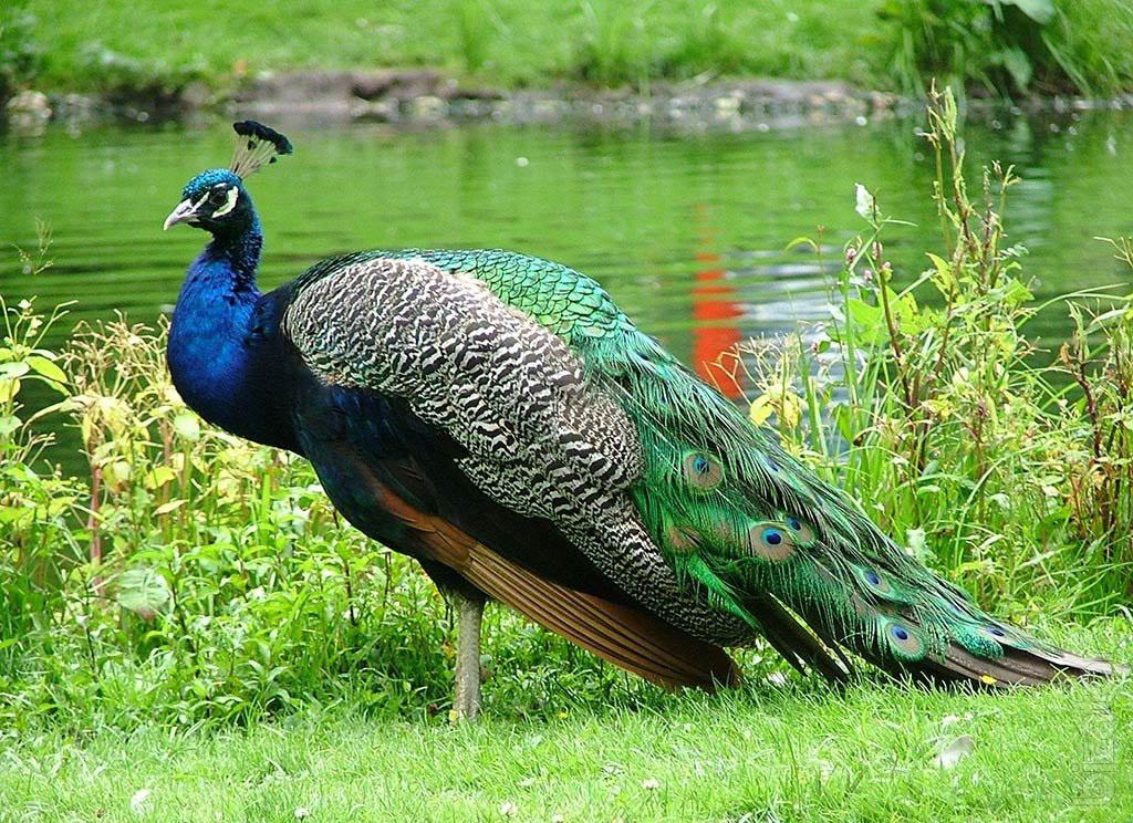 Sell Peacocks Different Types Indian Peacock White Peacock And Other Sell Peacocks Different Types Indian Peacock White Peacock And Other