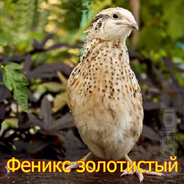 We sell quail hatching eggs breed Golden Phoenix 