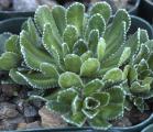 Saxifraga paniculata 'Pygmy' plant