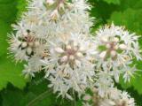 Tiarella ceramista -Tiarella cordifolia plant