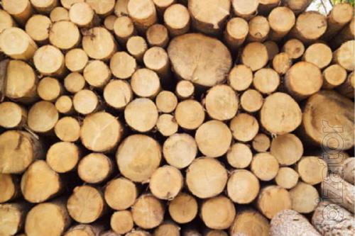 Forest round timber from softwood (pine sawlogs) 