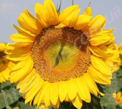 Sunflower Zagrava Sunflower Zagrava