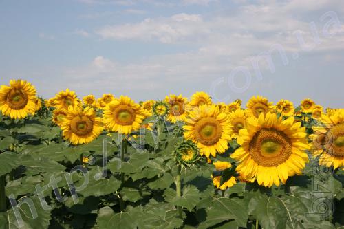 Benito (102-107 days) Hybrid Benito (102-107 days) Hybrid