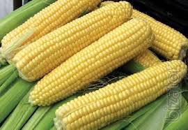Corn seed Dubox Corn seed Dubox