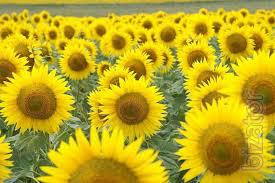 Sunflower seeds Boll Sunflower seeds Boll