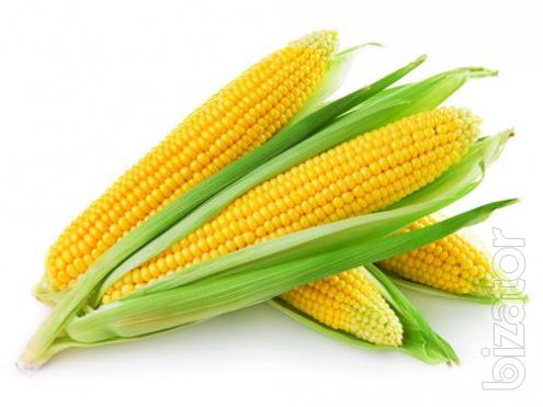 Corn seeds MCX Corn seeds MCX