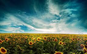 Sunflower seeds Bellus Sunflower seeds Bellus