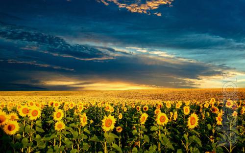 Sunflower seeds Gelagert Sunflower seeds Gelagert