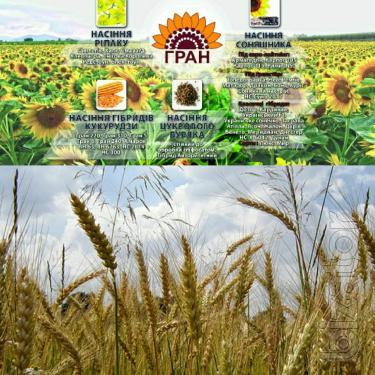 Sell seeds of spelt winter dawn of Ukraine ( 280-290 days) 