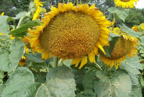 Sunflower seeds Karat 