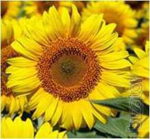 Sunflower seeds Liman ER (7рас) 