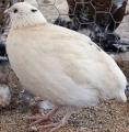 Quail Texas white broiler from daily to adults Quail Texas white broiler from daily to adults