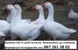 Take a pen of ducks of geese of ducks fresh feathers Take a pen of ducks of geese of ducks fresh feathers