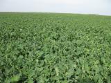 Canadian elite seeds of winter rape Antioh 136 Canadian elite seeds of winter rape Antioh 136