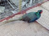Sell pheasants, Crimean , Romanian, and simple hunting Sell pheasants, Crimean , Romanian, and simple hunting