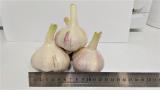Big young garlic varieties Lyubasha (harvest 2018) Big young garlic varieties Lyubasha (harvest 2018)