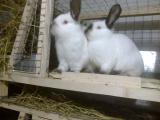 Breeding purebred Californian rabbits breeding Breeding purebred Californian rabbits breeding