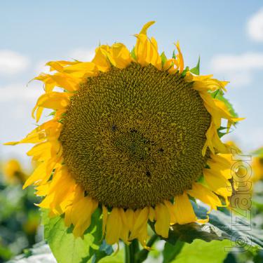 Classic hybrid seeds of sunflower Sirocco OR7 OR7 (Mirasol seed) Classic hybrid seeds of sunflower Sirocco OR7 OR7 (Mirasol seed)