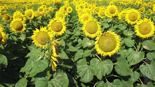 Sunflower seeds Odyssey (Hermes) Sunflower seeds Odyssey (Hermes)