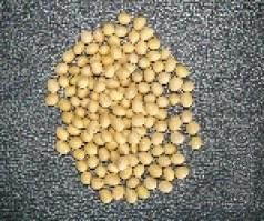 Soybean (roundup) Ultra Asgrow & Monsanto, USA. Soybean (roundup) Ultra Asgrow & Monsanto, USA.