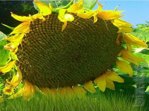 Sunflower seeds (NS 6059 H)* granstra Sunflower seeds (NS 6059 H)* granstra