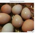 Инкубационные яйца и молодняк племенных цесарок Инкубационные яйца и молодняк племенных цесарок