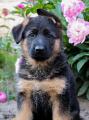Puppies German shepherd Puppies German shepherd