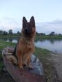 Sell German shepherd puppies. Dnepr. From large parents excellent trained guards. Waiting for the best owners lovely puppies German Sell German shepherd puppies. Dnepr. From large parents excellent trained guards. Waiting for the best owners lovely puppies German
