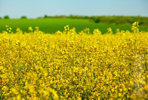 Seeds of winter rape under urolith – Blackstone 